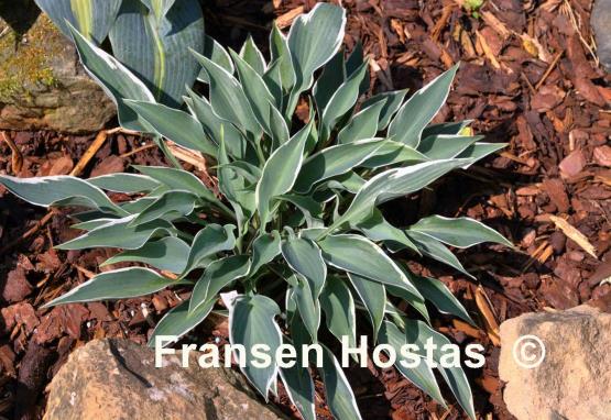 Hosta Brentwood Blues